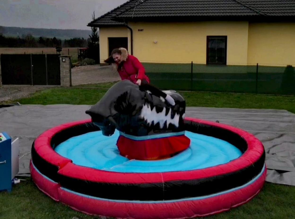 Rodeo býk