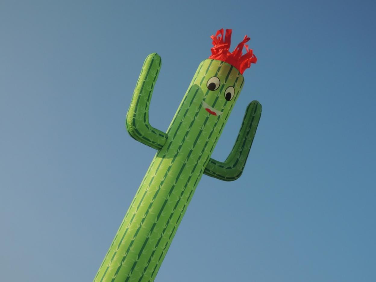 Tanečník - kaktus