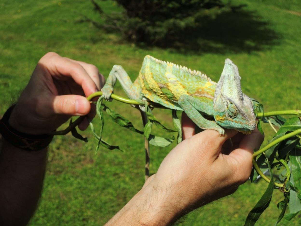 Návštěva s chameleonem