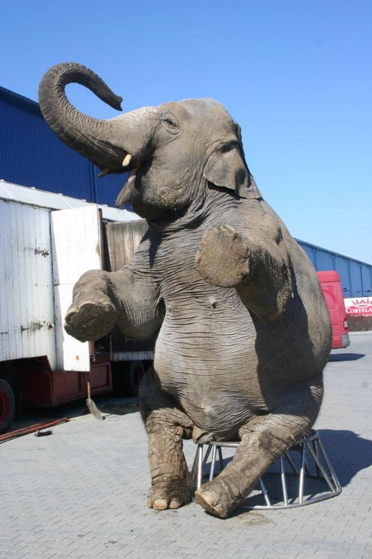 Slon na akci