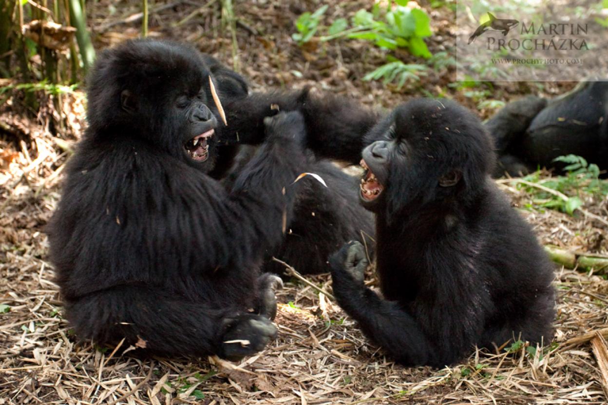 Přednáška - Gorily Horské - Rwanda