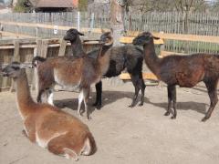 Lama Lama