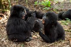 Přednáška - Gorily Horské - Rwanda Přednáška - Gorily Horské - Rwanda